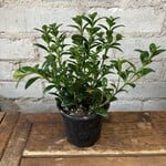 Mini Green Goldfish Plant 4"