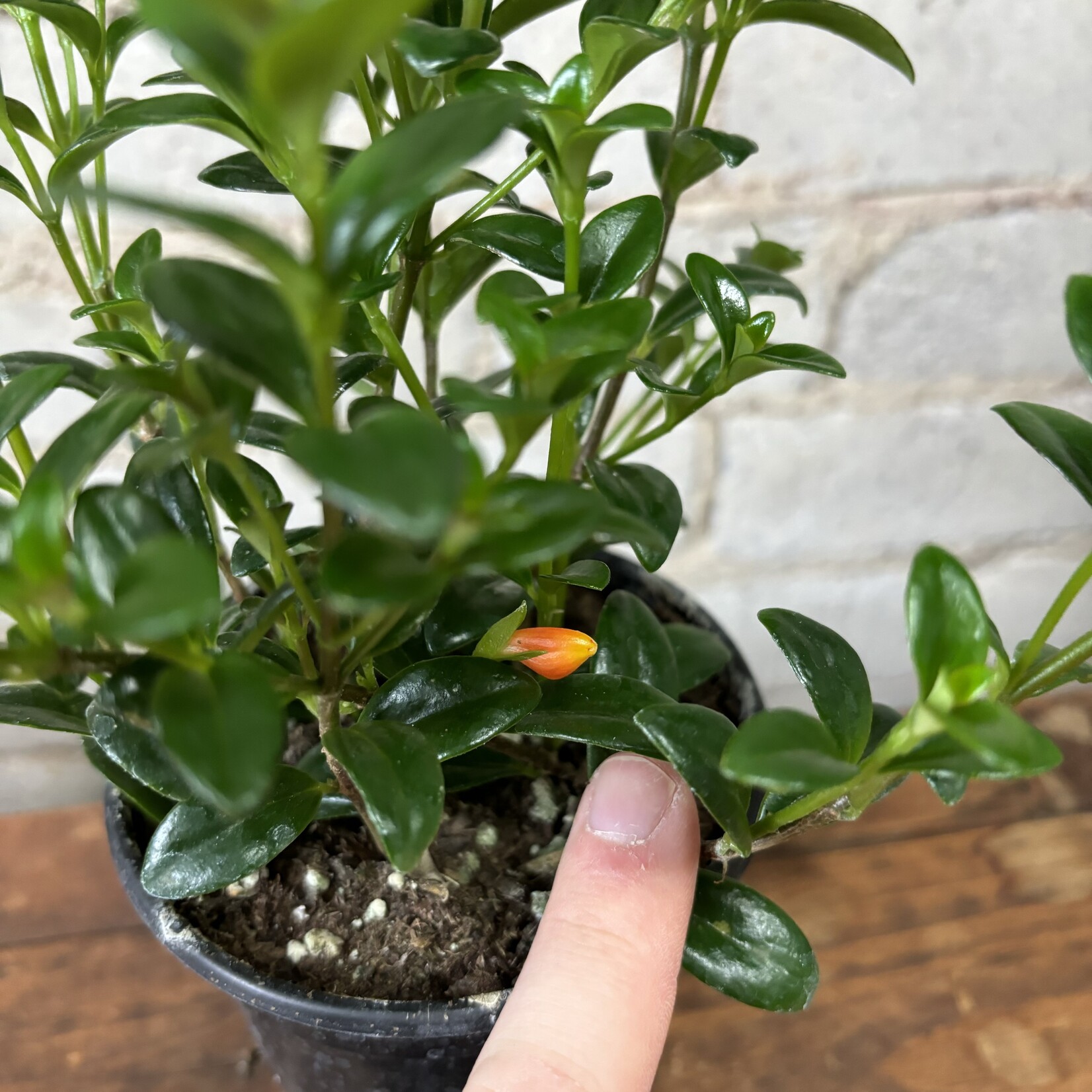 Mini Green Goldfish Plant 4"