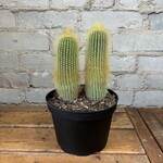 Assorted Cactus 6" - #10