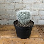 Assorted Cactus 6" - #7