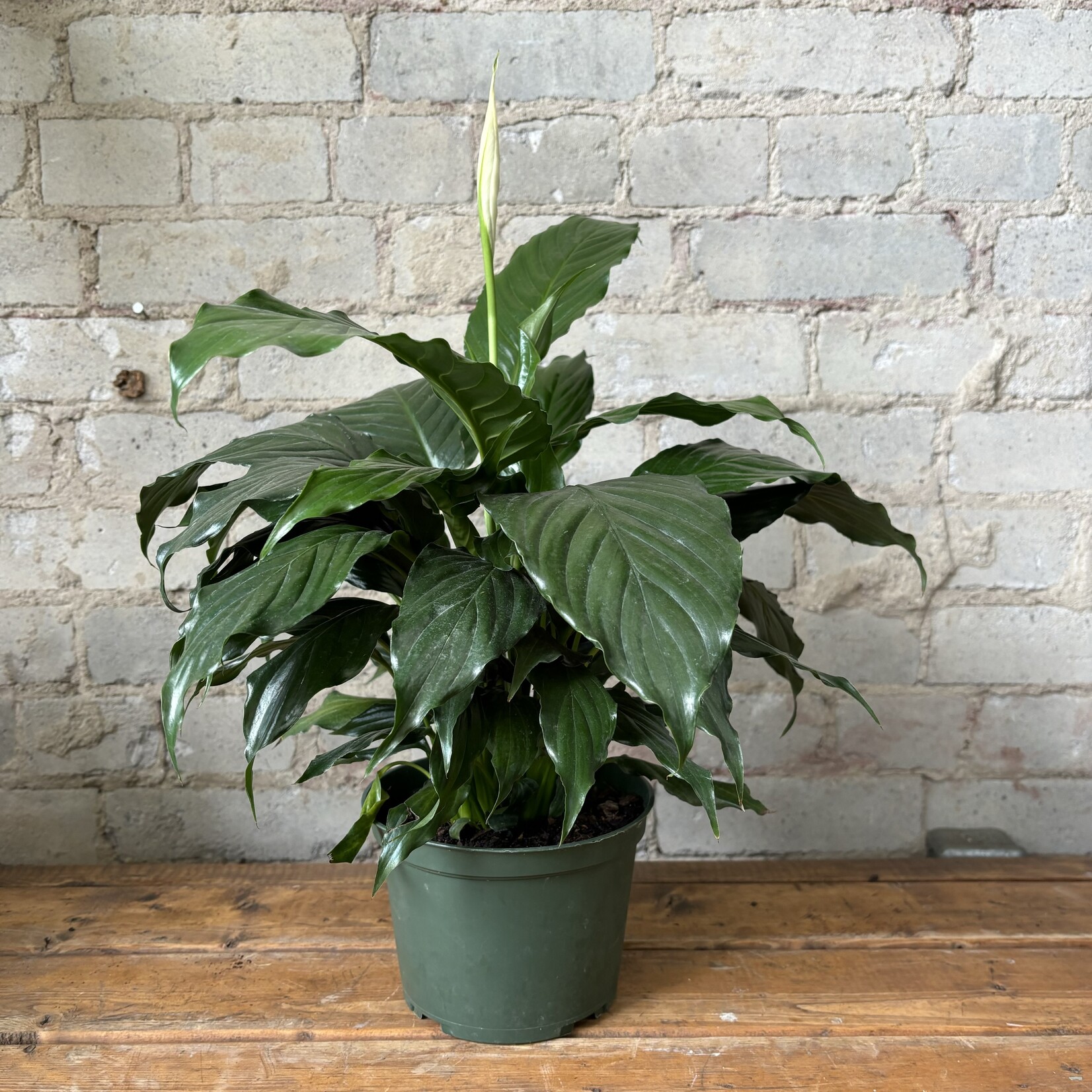 Peace Lily 'Sweet Pablo' 6"