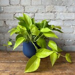 Neon Pothos 6"