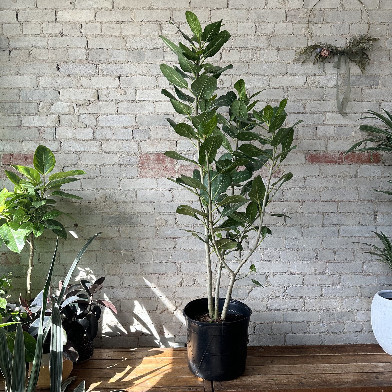 Ficus Audrey Bush 14"