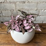 Polka Dot Plant Light Pink 3.5"