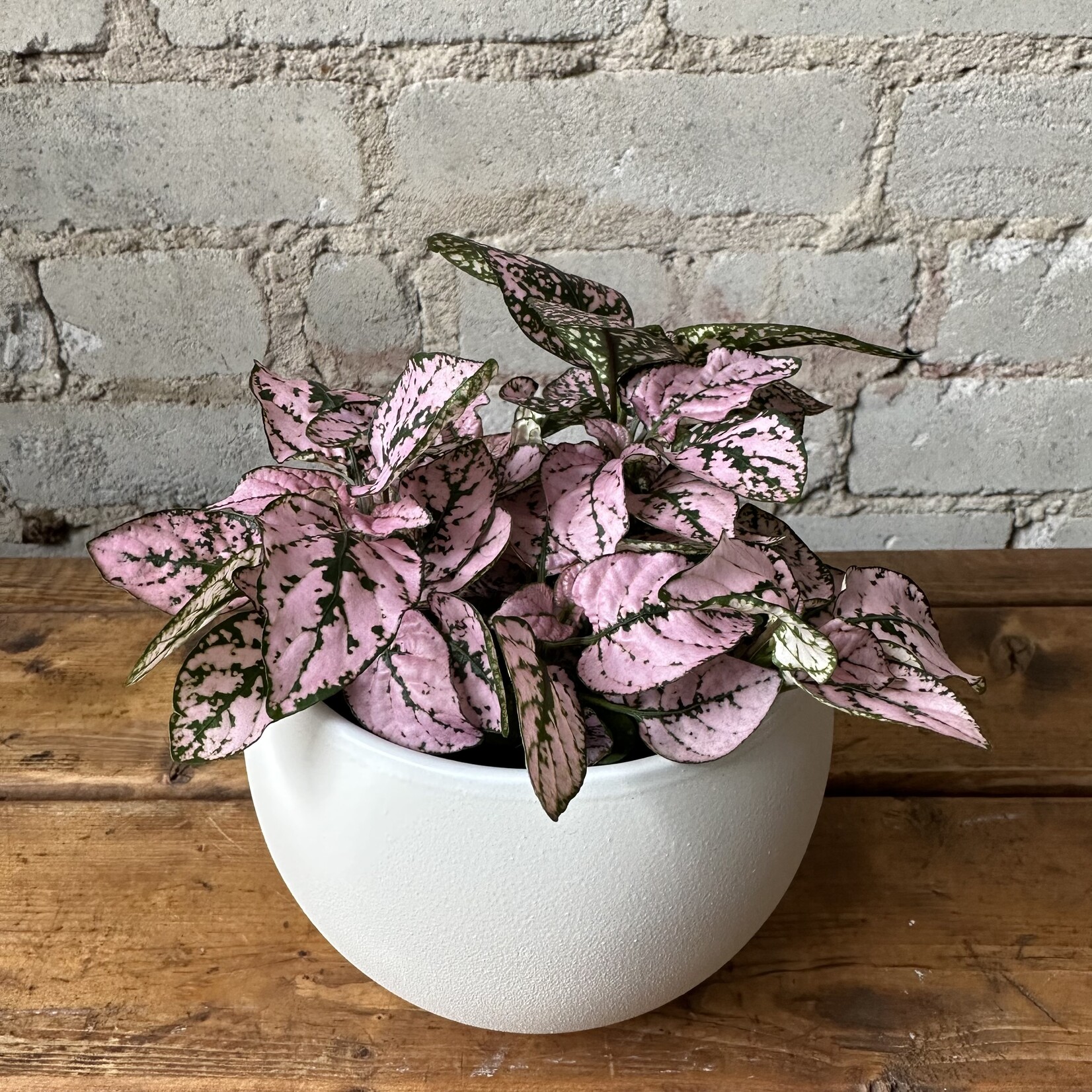 Polka Dot Plant Light Pink 3.5"