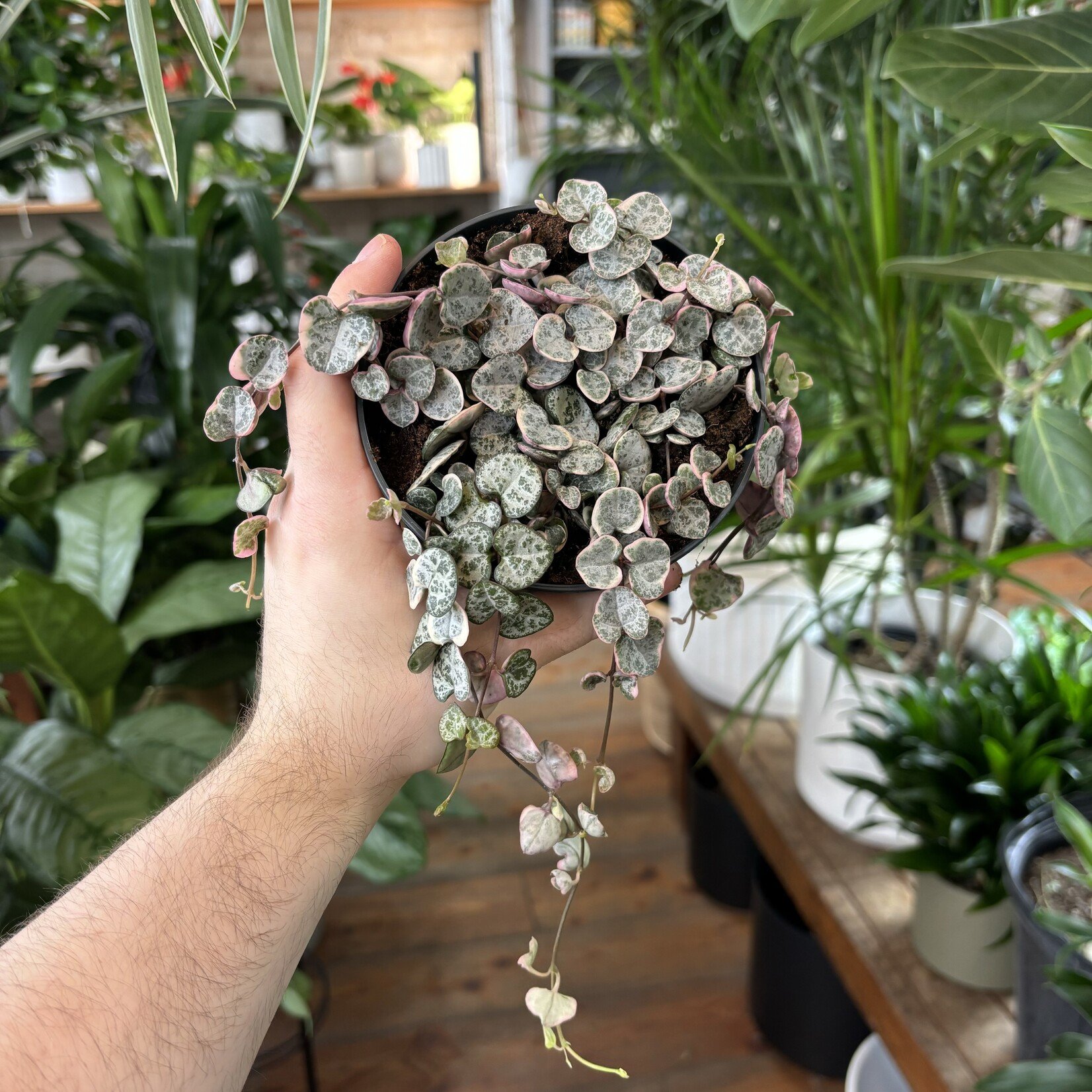 Variegated String of Hearts (Ceropegia) 5"