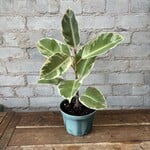 Ficus Elastica Tineke 6"