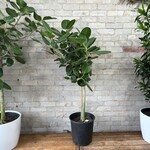Ficus Audrey Standard 12"