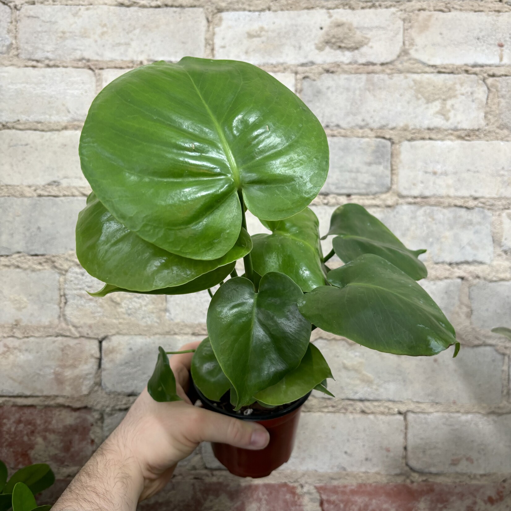 Monstera Deliciosa 4"