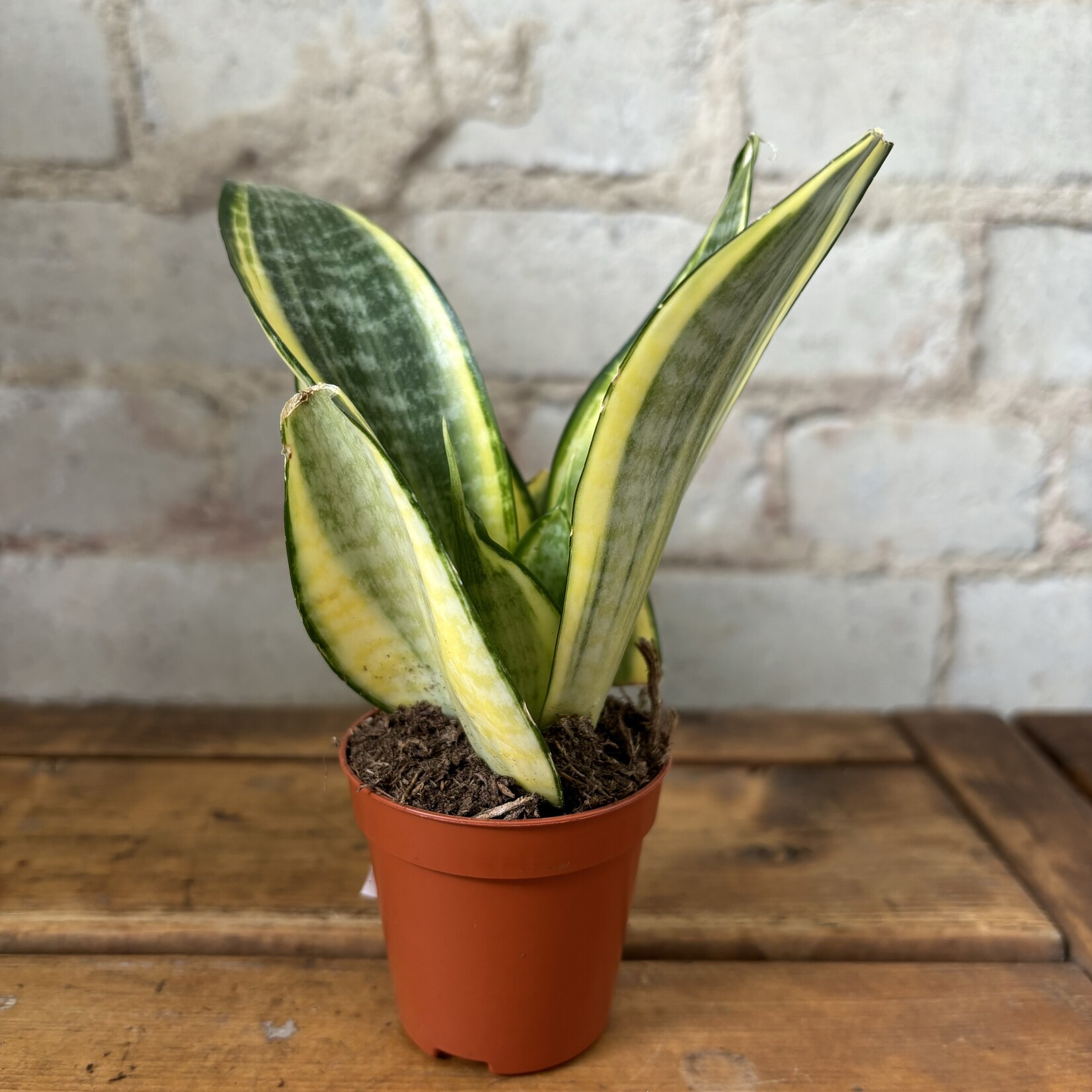 Sansevieria Hahnii Golden 2.5"