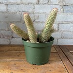 Assorted Cactus 6" - #4