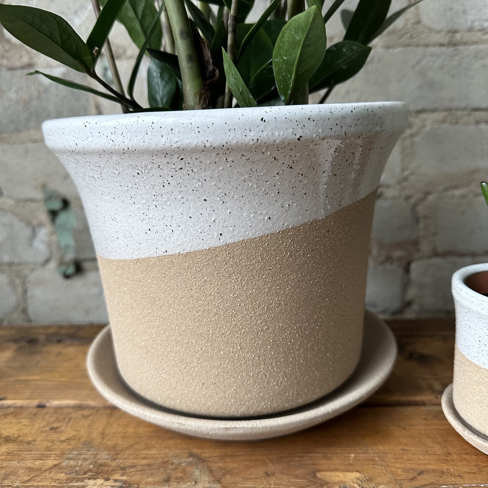 Assorted Pots Roon Pot (fits 6")