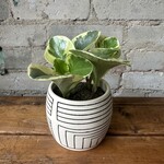 Assorted Pots Sequence Pot (fits 3.5")