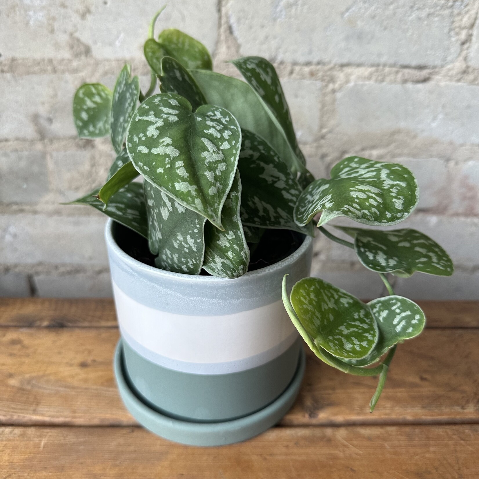 Assorted Pots Greer Pot (fits 4")