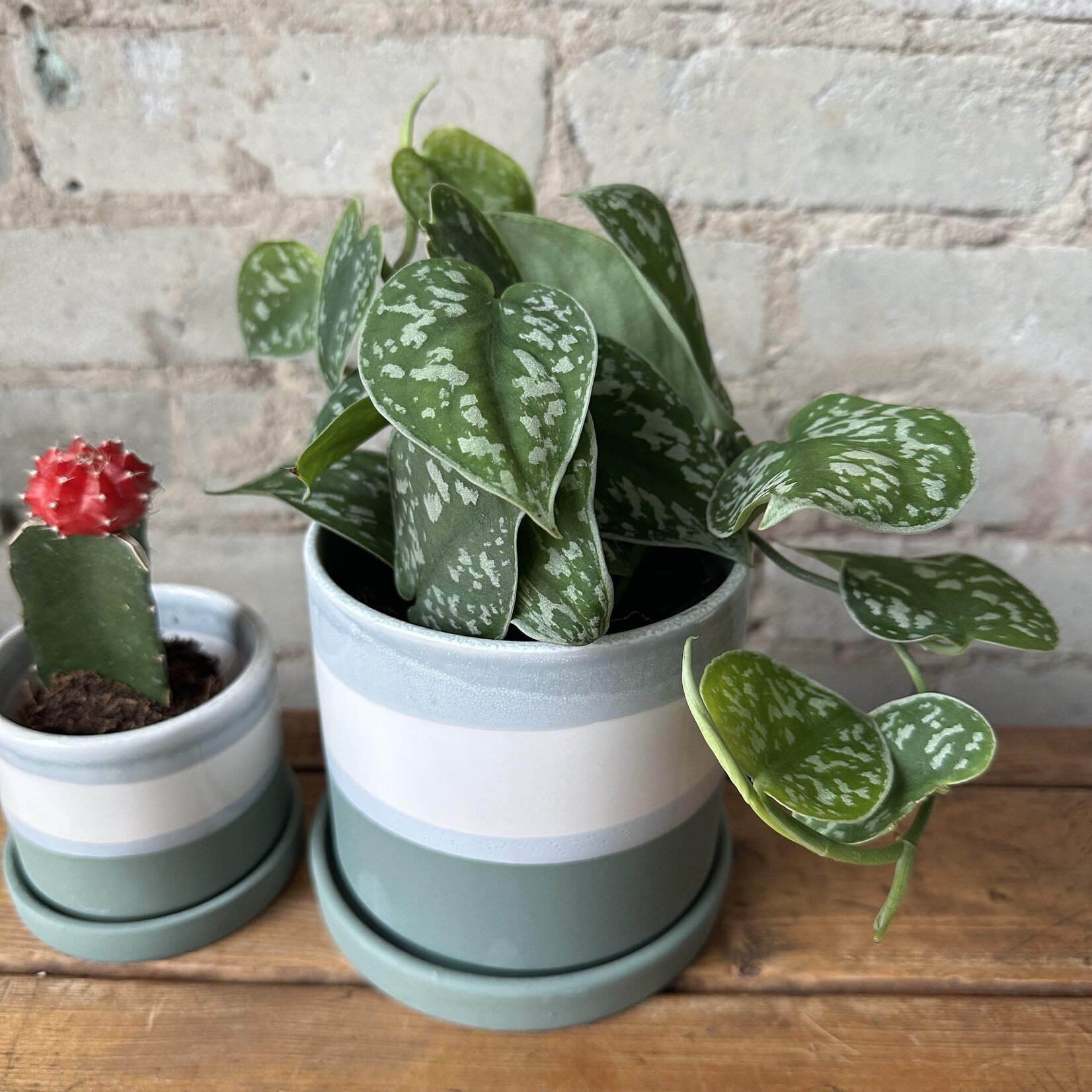 Assorted Pots Greer Pot (fits 4")