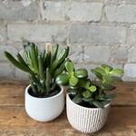 Jade Assorted Green (Succulent) 2.5"