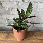 Calathea Lancifolia (Rattlesnake) 4"