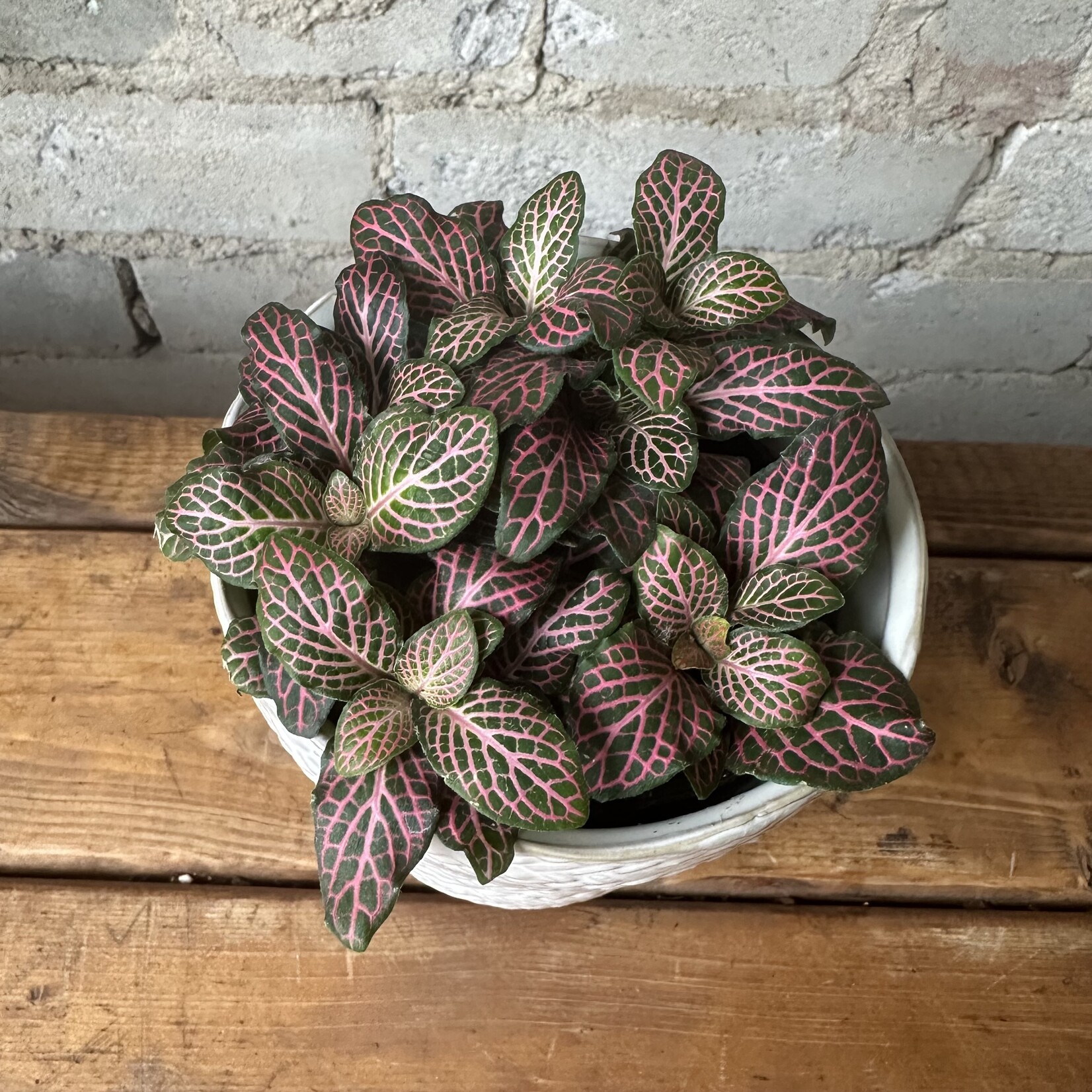 Fittonia Pink 4"