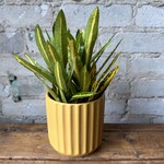 Assorted Pots Beam Pot (fits 4") Yellow