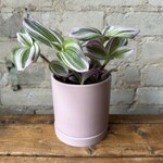 Romey Pot Purple (fits 4")