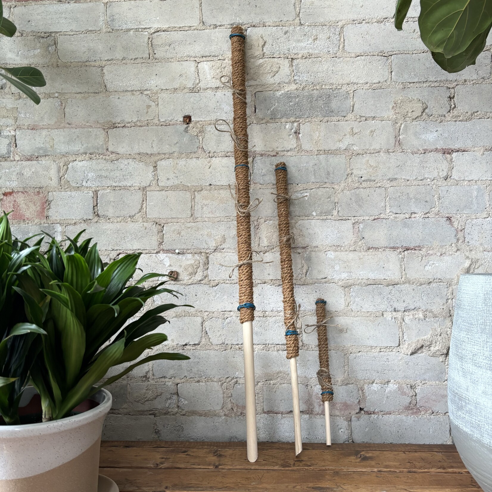 Coir pole (Climb Forrest Climb) 36"