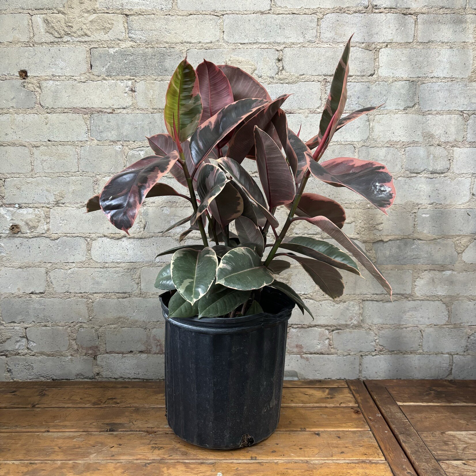 Ficus Elastica Ruby Red 10”