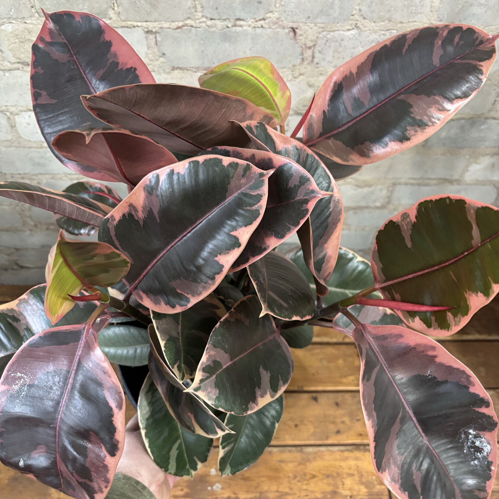 Ficus Elastica Ruby Red 10”