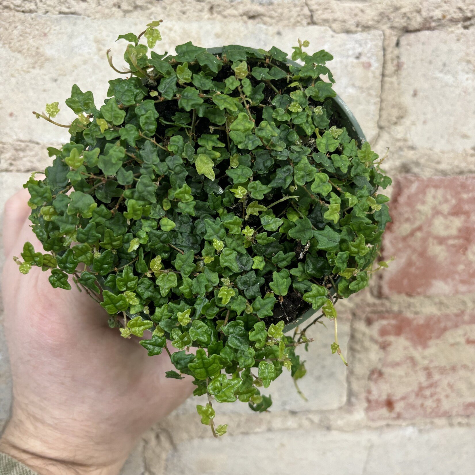 Ficus Quercifolia 'String of Frogs' 4"