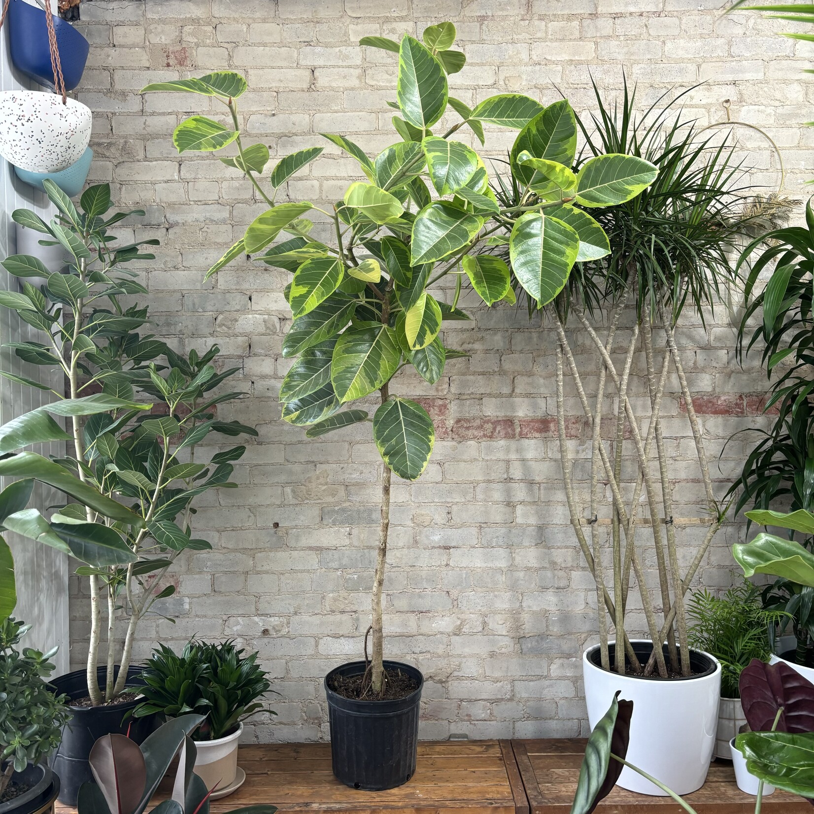 Ficus Altissima Standard 12"