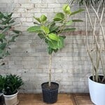 Ficus Altissima Standard 10"