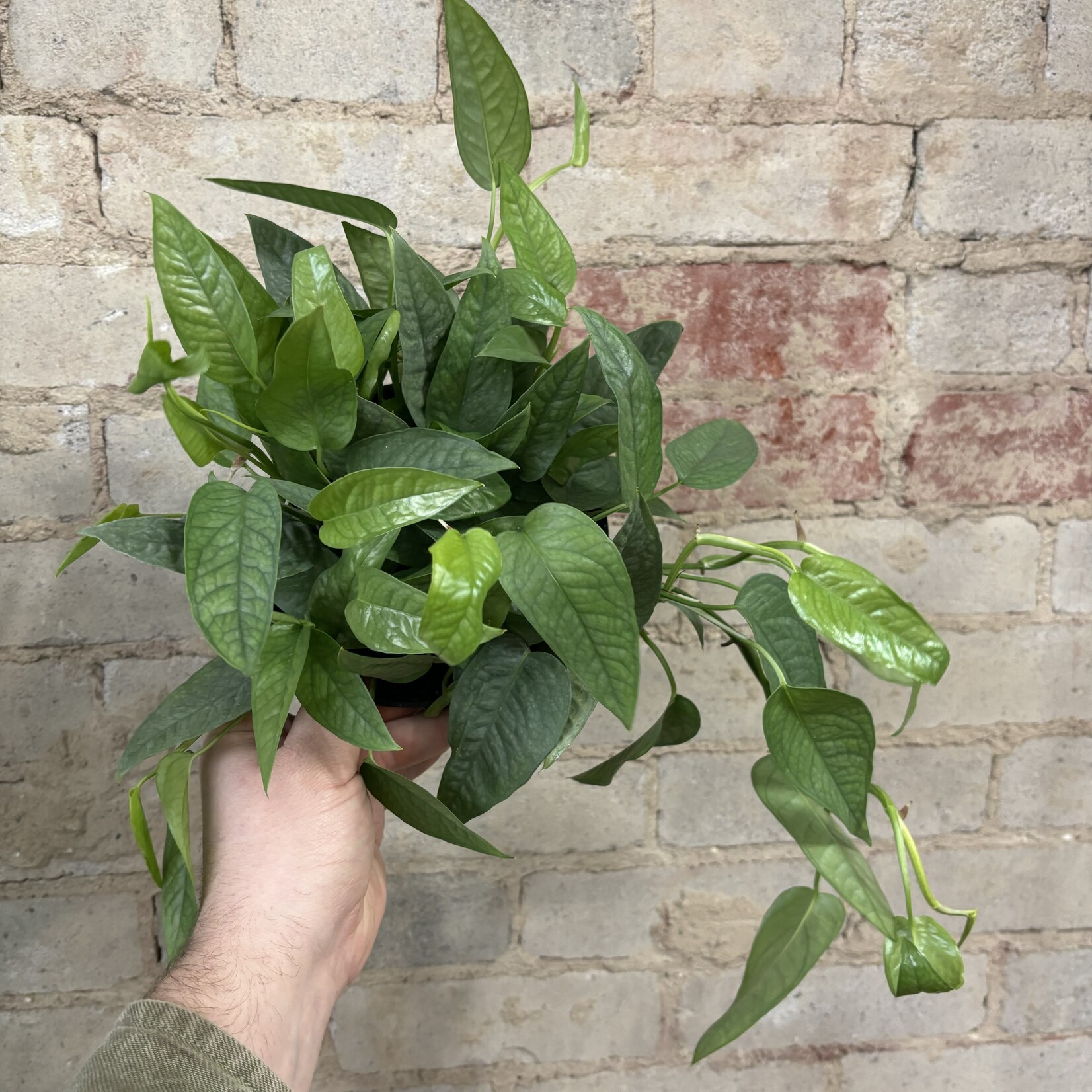 Cebu Blue Pothos 6"