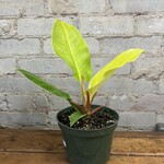 Philodendron Moonlight 6"