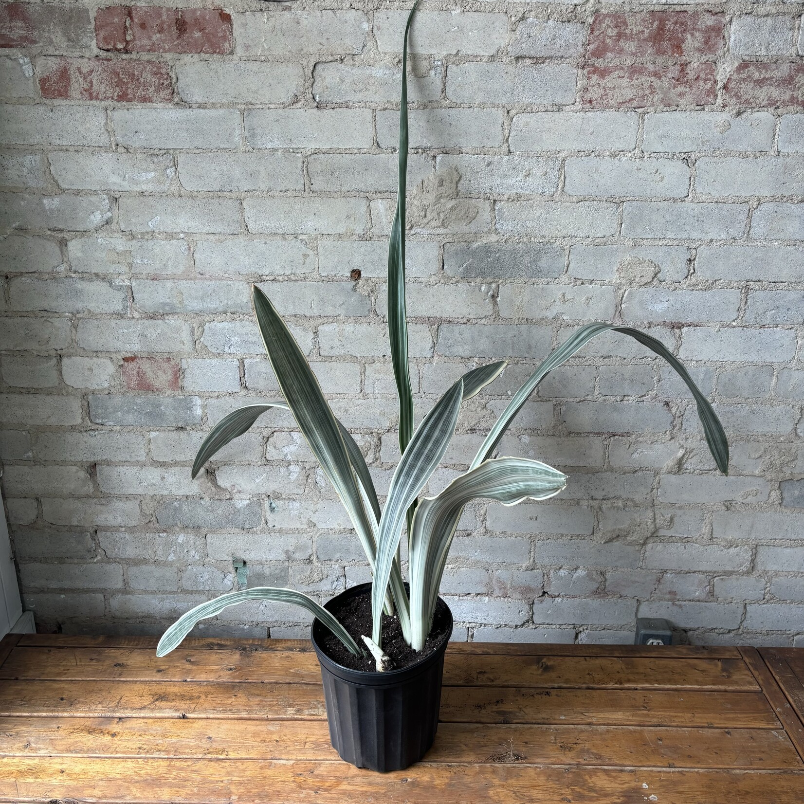 Sansevieria Sayurii 8"