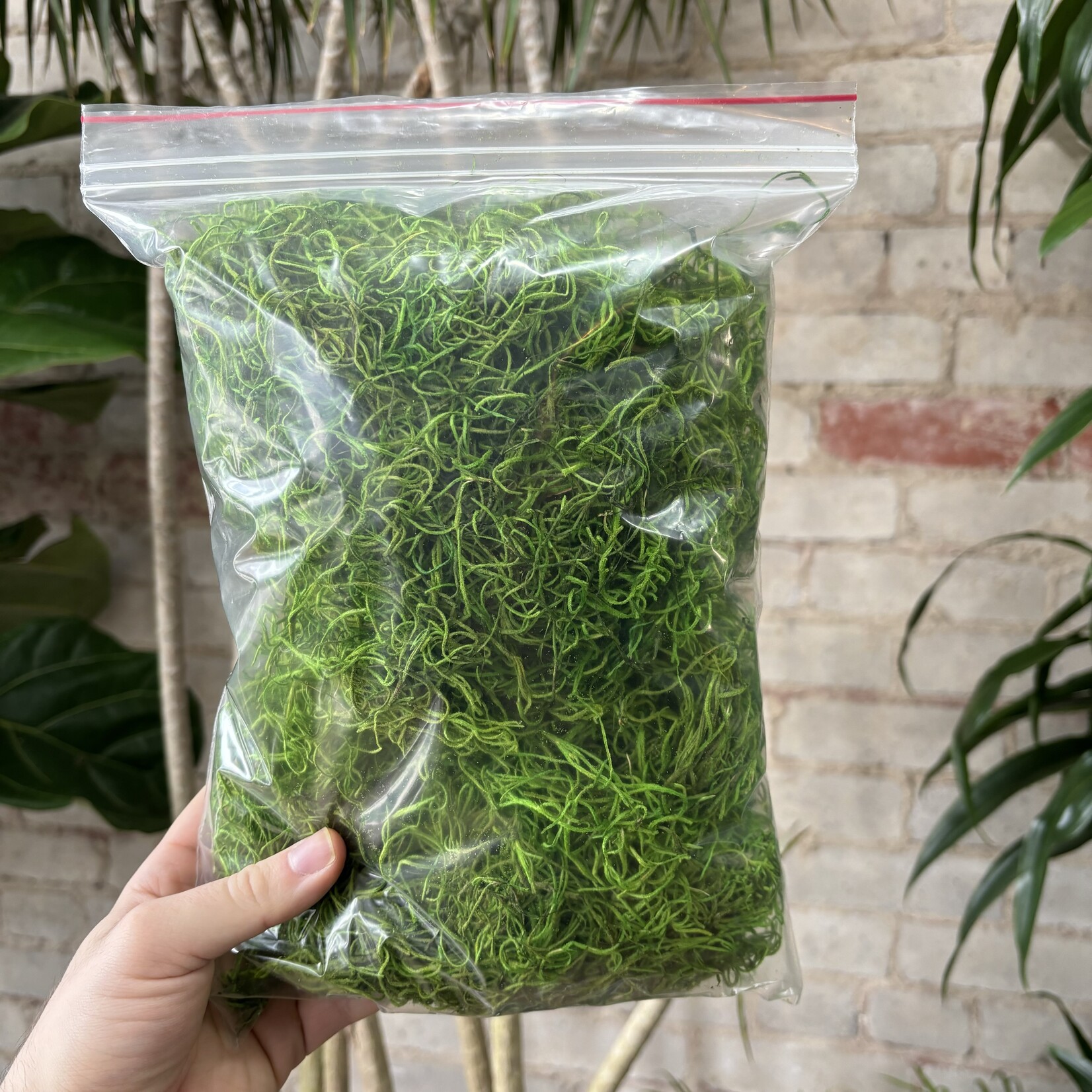 Spanish Moss 3oz Green