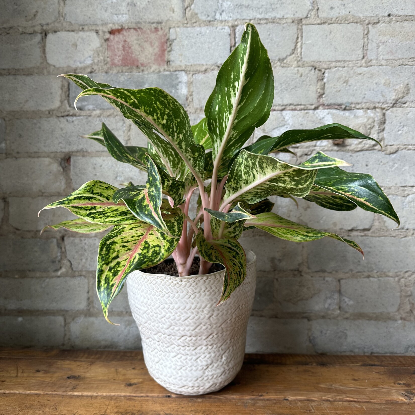 Amstel Pot (fits 6")