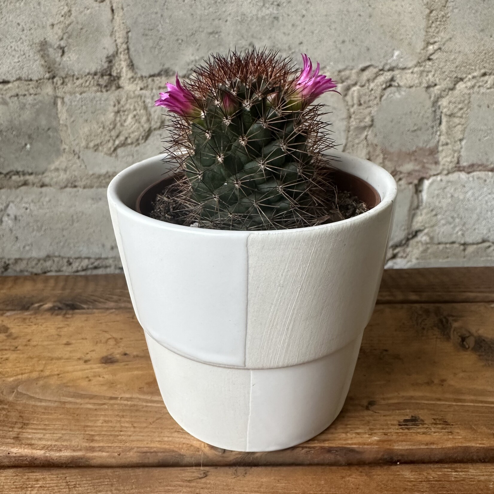 Checkerboard Pot Cream (fits 3”)