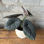 Alocasia Maharani 6"