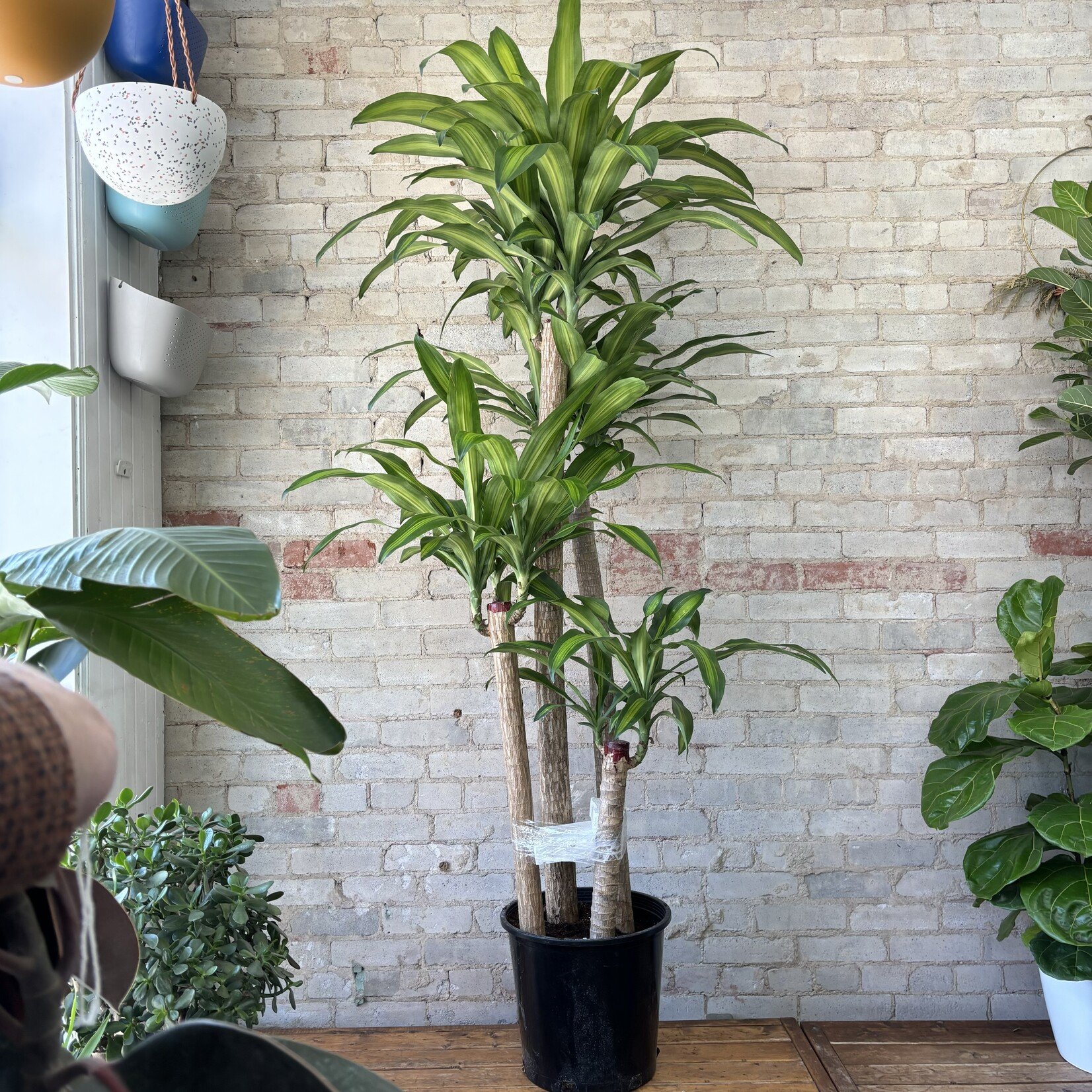 Dracaena Fragrans 14"