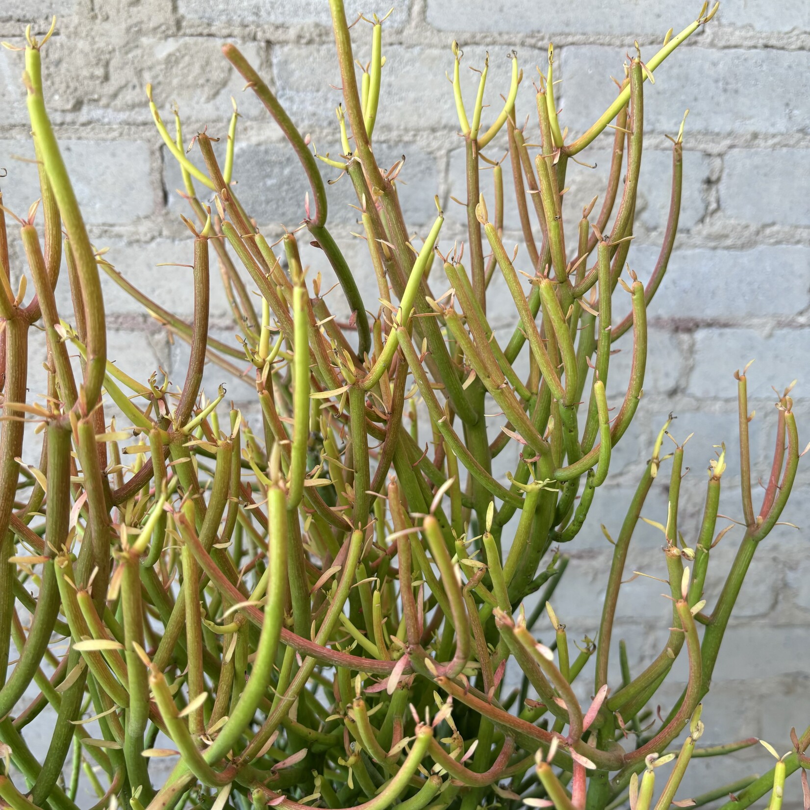 Pencil Cactus (Euphorbia) 10"