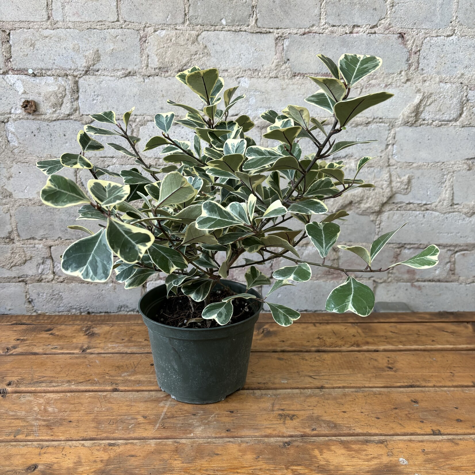 Ficus Triangularis 6"