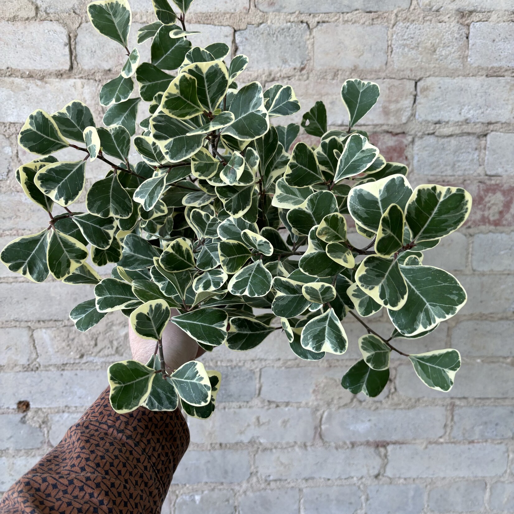 Ficus Triangularis 6"