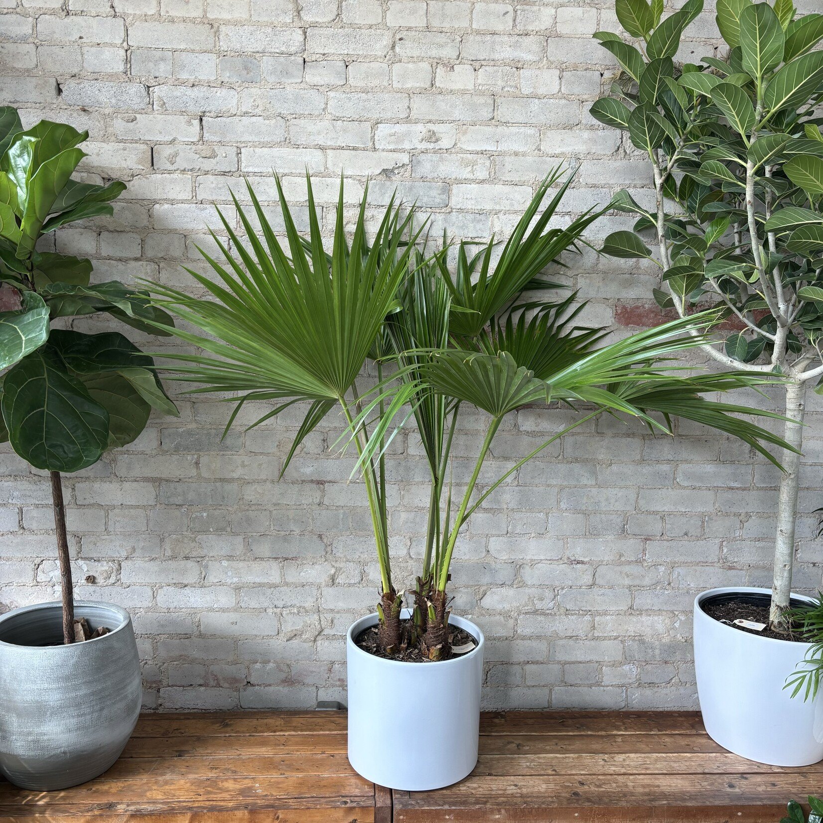 Chinese Fan Palm 12"