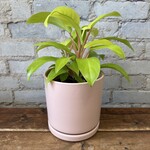 Momma Pots - Blush 6.5"