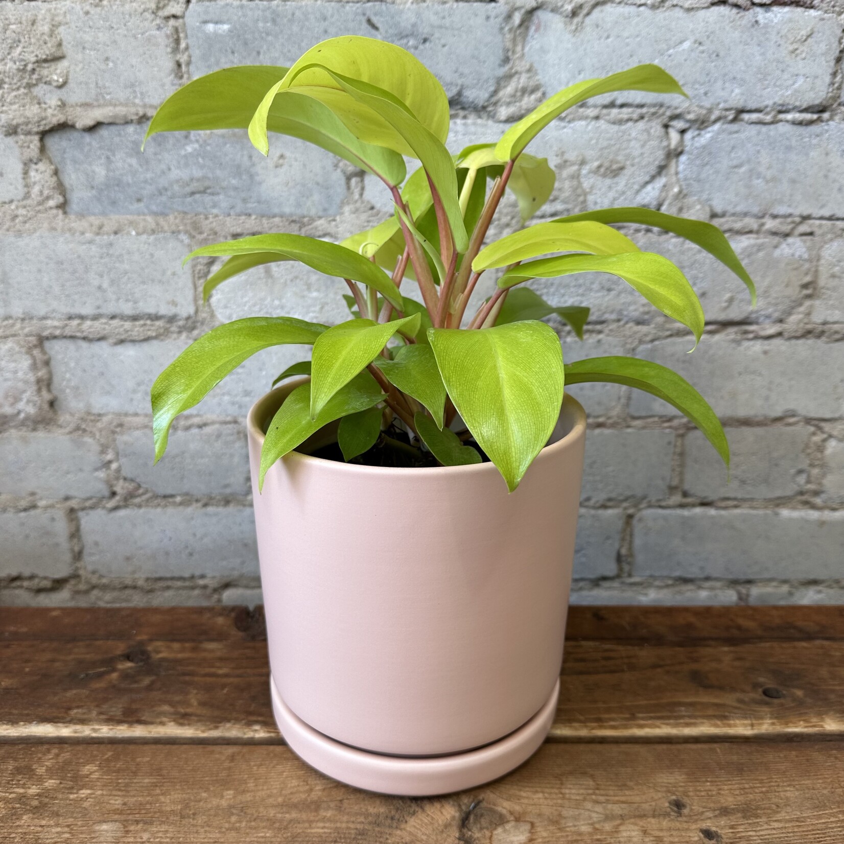 Momma Pots - Blush 6.5"