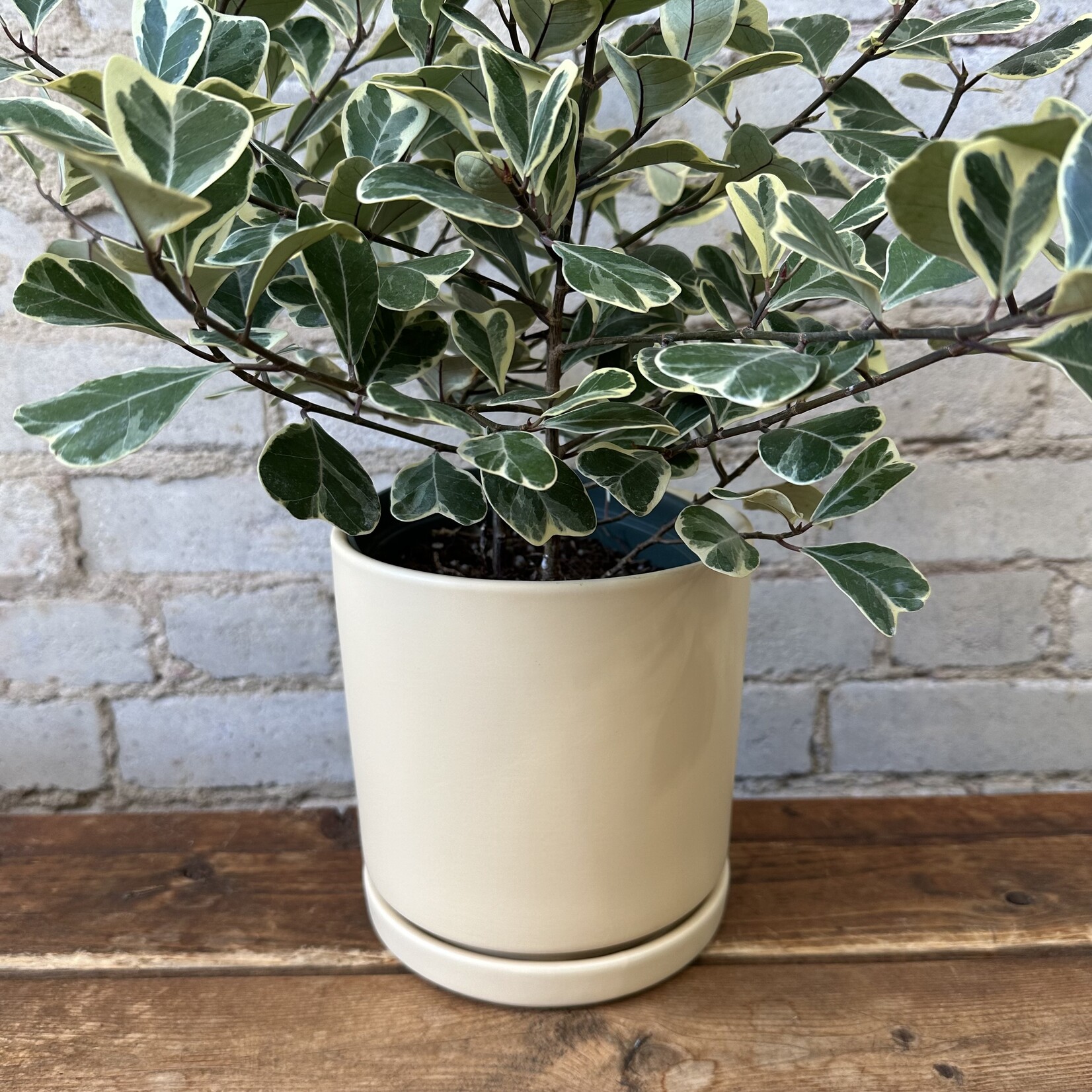 Momma Pots - Almond 6.5"