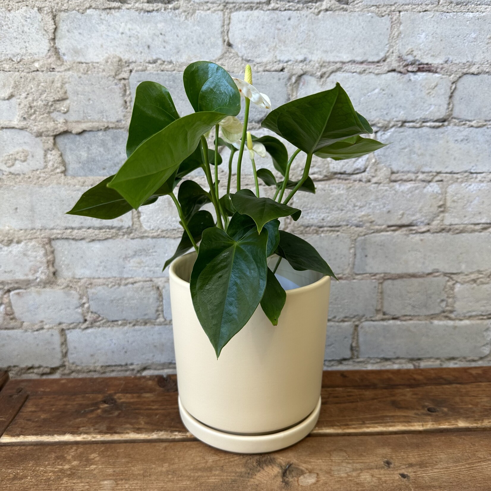 Momma Pots - Almond 6.5"