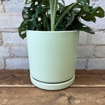 Momma Pots - Sage 6.5"