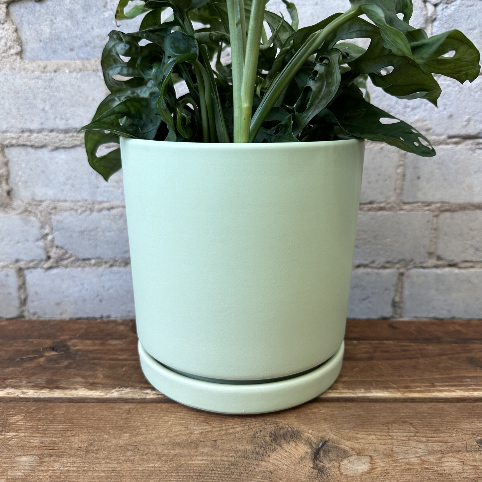 Momma Pots - Sage 6.5"