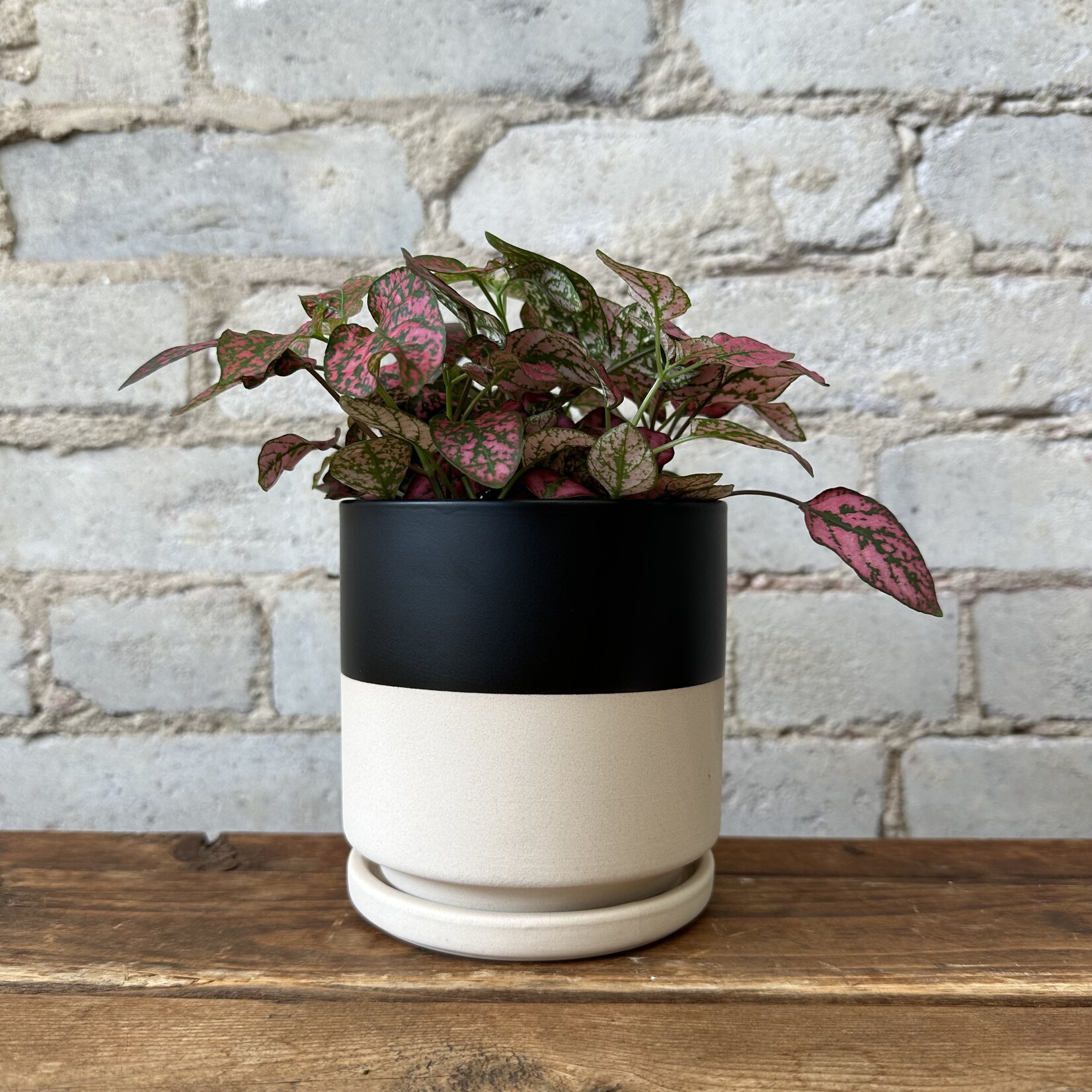 Momma Pots - Top Half Black 4.5"