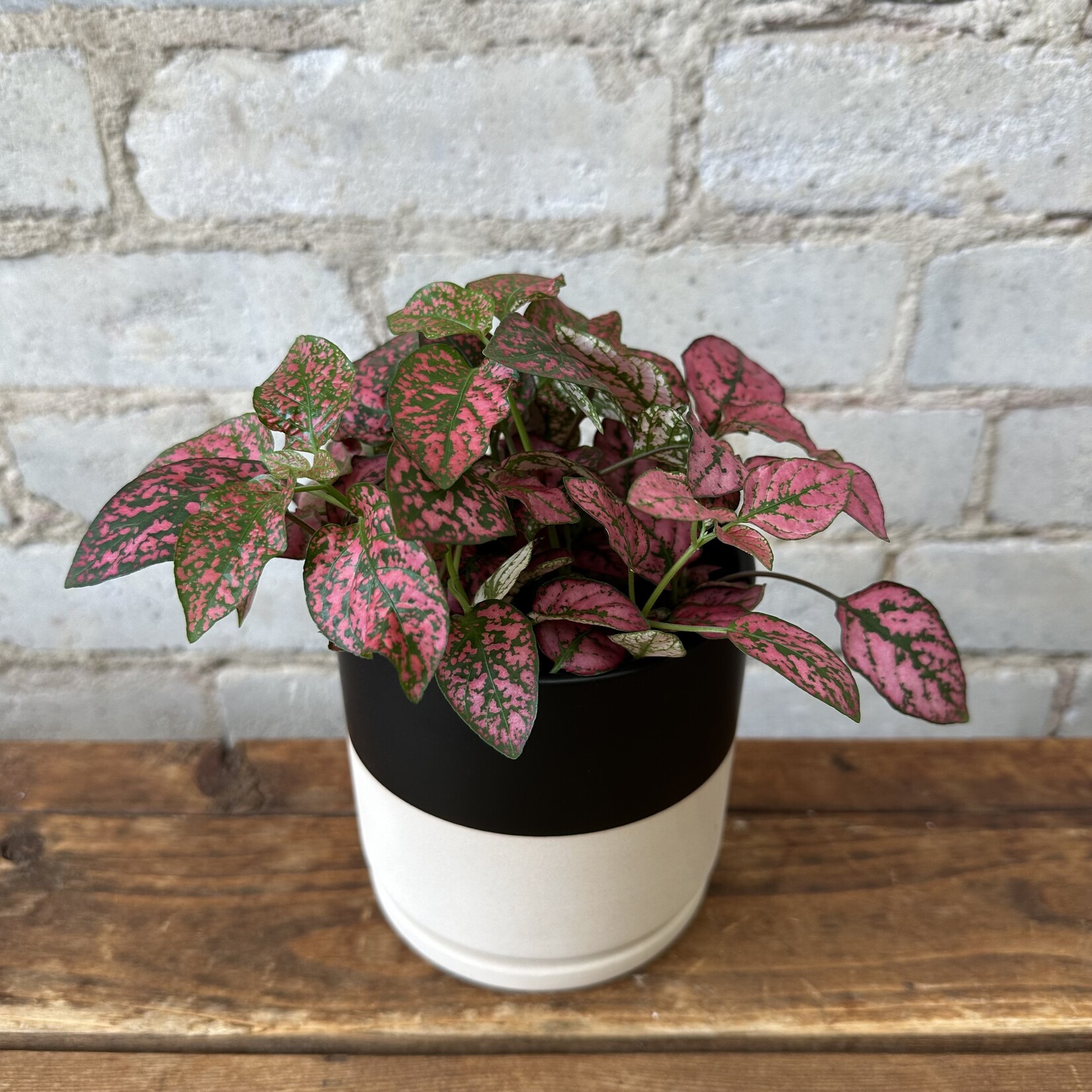 Momma Pots - Top Half Black 4.5"